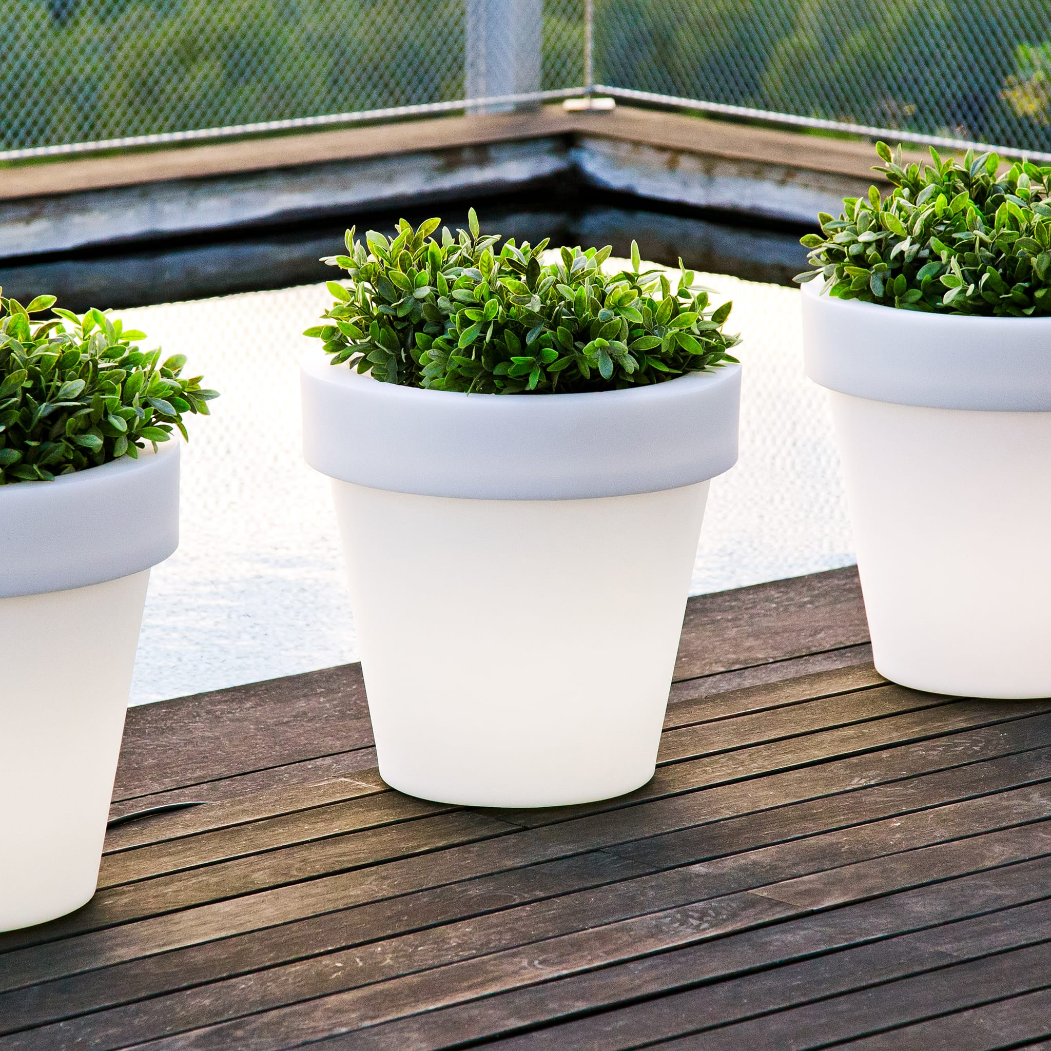 Magnolia<br> Solar & Rechargeable