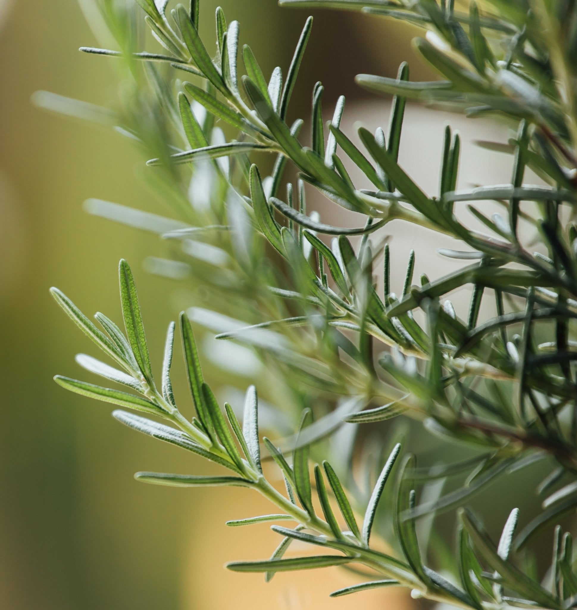 Tallow Balm Stacks